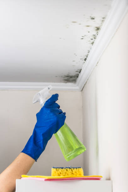 Best Emergency Mold Removal  in USA